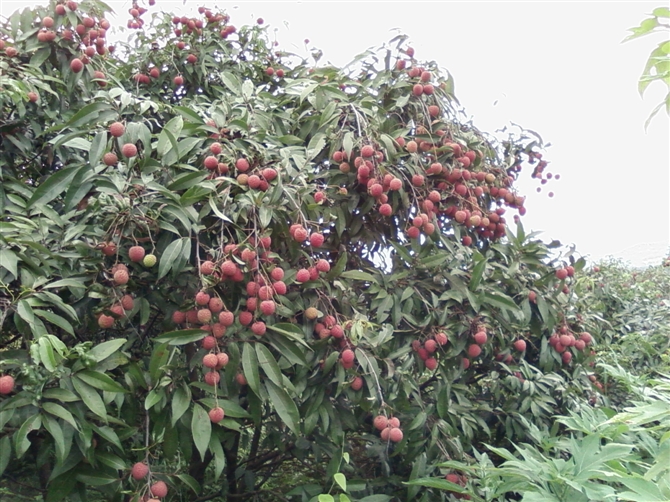 点击跳到上一张